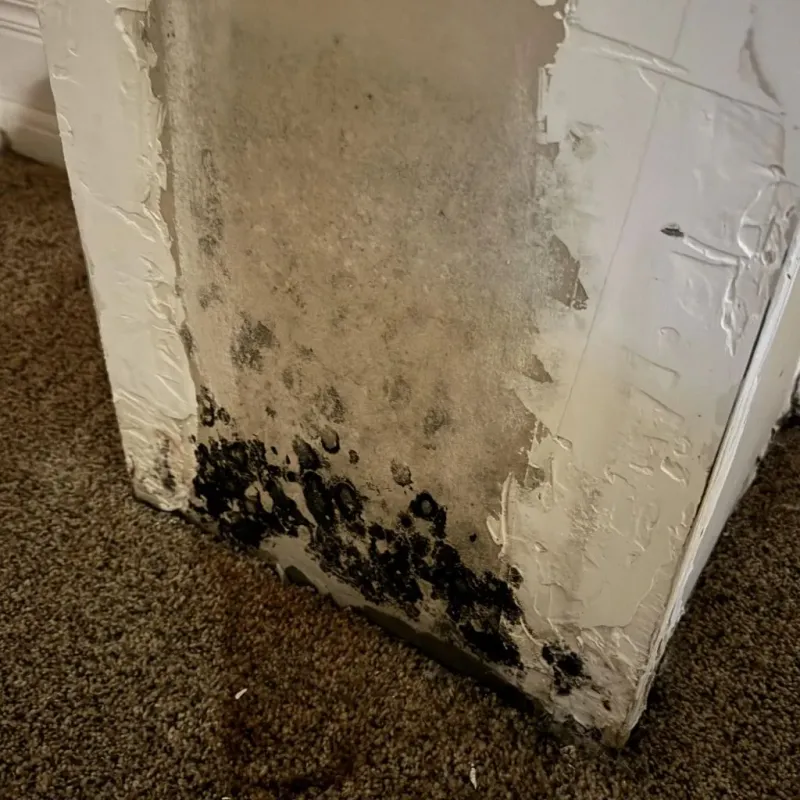 Professional Mold Removal in Aliso Viejo, CA